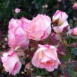 Rosa 'Lake Como®' - sárga - rózsaszín - virágágyi floribunda rózsa