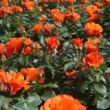 Rosa 'Miss Tango®' - narancssárga - virágágyi floribunda rózsa