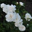 Rosa 'Barnifum®' - fehér - virágágyi floribunda rózsa