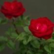 Rosa 'Red Spot®' - vörös - virágágyi floribunda rózsa