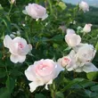 Kép 2/3 - Rosa 'Sans Souci®' - rózsaszín - virágágyi floribunda rózsa