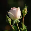 Kép 3/3 - Rosa 'Sans Souci®' - rózsaszín - virágágyi floribunda rózsa