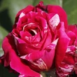 Kép 1/3 - Rosa 'Barroma®' - rózsaszín - fehér - teahibrid rózsa