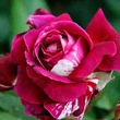 Kép 2/3 - Rosa 'Barroma®' - rózsaszín - fehér - teahibrid rózsa