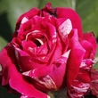 Kép 3/3 - Rosa 'Barroma®' - rózsaszín - fehér - teahibrid rózsa