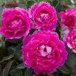 Rosa 'Sheherazade®' - rózsaszín - virágágyi floribunda rózsa
