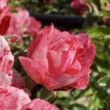 Rosa 'Crazy Maya ®' - vörös - fehér - virágágyi polianta rózsa