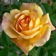 Kép 1/3 - Rosa 'Michka ®' - sárga - climber, futó rózsa