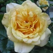 Kép 2/3 - Rosa 'Michka ®' - sárga - climber, futó rózsa