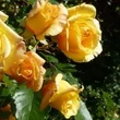 Kép 3/3 - Rosa 'Michka ®' - sárga - climber, futó rózsa