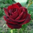 Rosa 'Perla Negra' - vörös - teahibrid rózsa