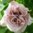 Kép 1/3 - Rosa 'Aschermittwoch' - fehér - climber, futó rózsa