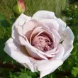 Kép 2/3 - Rosa 'Aschermittwoch' - fehér - climber, futó rózsa