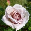 Rosa 'Aschermittwoch' - fehér - climber, futó rózsa