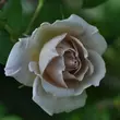 Kép 3/3 - Rosa 'Aschermittwoch' - fehér - climber, futó rózsa