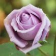 Rosa 'Indigoletta' - lila - climber, futó rózsa