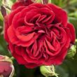 Rosa 'Cumberland' - vörös - climber, futó rózsa