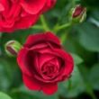 Rosa 'Cumberland' - vörös - climber, futó rózsa