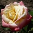 Rosa 'Fiji' - fehér - rózsaszín - teahibrid rózsa