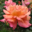 Rosa 'Sunrise' - narancssárga - climber, futó rózsa