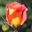 Rosa 'Sunrise' - narancssárga - climber, futó rózsa