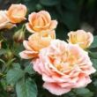 Rosa 'Gloire de Dijon' - rózsaszín - történelmi - rambler, futó - kúszó rózsa
