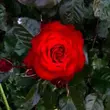 Kép 1/3 - Rosa 'Lübecker Rotspon' - vörös - virágágyi floribunda rózsa