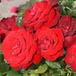 Kép 2/3 - Rosa 'Lübecker Rotspon' - vörös - virágágyi floribunda rózsa