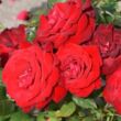Rosa 'Lübecker Rotspon' - vörös - virágágyi floribunda rózsa