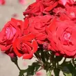 Kép 3/3 - Rosa 'Lübecker Rotspon' - vörös - virágágyi floribunda rózsa