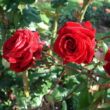 Rosa 'Salammbo' - vörös - climber, futó rózsa