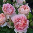 Rosa 'Delstrirojacre' - rózsaszín - sárga - virágágyi floribunda rózsa