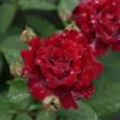 Rosa 'La Rose Monsieur' - vörös - nosztalgia rózsa