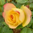 Rosa 'La Parisienne' - narancssárga - virágágyi grandiflora - floribunda rózsa