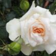 Rosa 'Angie' - sárga - virágágyi floribunda rózsa