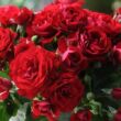 Rosa 'Delmillon' - vörös - virágágyi polianta rózsa