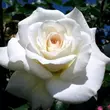 Kép 1/3 - Rosa 'Clos Fleuri Blanc' - fehér - virágágyi floribunda rózsa