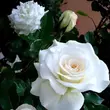 Kép 2/3 - Rosa 'Clos Fleuri Blanc' - fehér - virágágyi floribunda rózsa