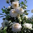 Kép 3/3 - Rosa 'Clos Fleuri Blanc' (syn.: 'DELblan') - Virágágyi floribunda rózsa (fehér)