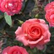 Rosa 'Bijou Corail' - rózsaszín - virágágyi floribunda rózsa