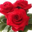 Rosa 'Simone Veil' - vörös - teahibrid rózsa