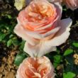 Rosa 'Saudeci' - világos sárga - teahibrid rózsa