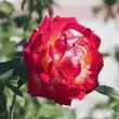 Kép 2/3 - Rosa 'Pop Star' - vörös - sárga - teahibrid rózsa