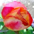 Kép 3/3 - Rosa 'Pop Star' - vörös - sárga - teahibrid rózsa