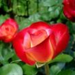 Rosa 'Barolbcel' - vörös - sárga - teahibrid rózsa