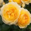 Rosa 'My Dad' - sárga - virágágyi floribunda rózsa