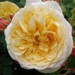 Kép 1/3 - Rosa 'Ausbaker' - sárga - climber, futó rózsa