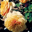 Kép 2/3 - Rosa 'Ausbaker' - sárga - climber, futó rózsa