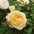 Kép 3/3 - Rosa 'Ausbaker' - sárga - climber, futó rózsa