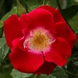 Kép 1/3 - Rosa 'Winky Girl' - vörös - virágágyi floribunda rózsa